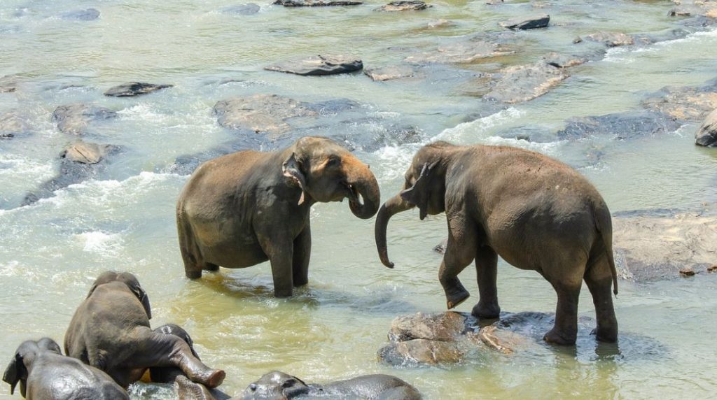 resa-till-sri-lanka